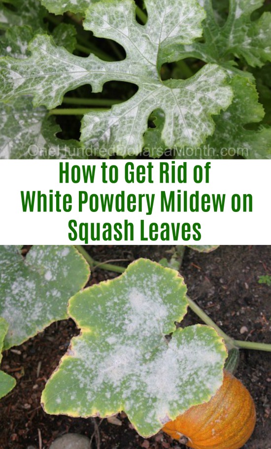 How to Get Rid of White Powdery Mildew on Squash Leaves