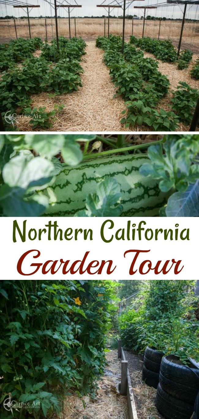 Bob and Sherle Share Their California Vegetable Garden Photos