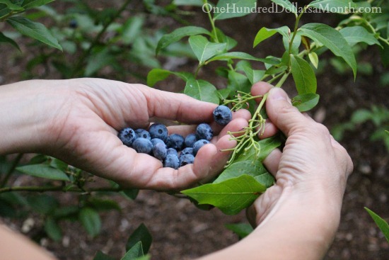 We Now Interrupt This Blog… To Pick Fruits and Vegetables