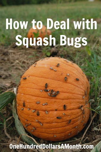 Ask Mavis – How to Deal with Squash Bugs