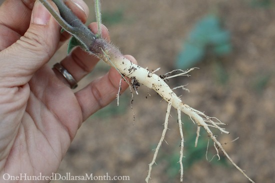 It Looks Like a Parsnip…. But it’s Not