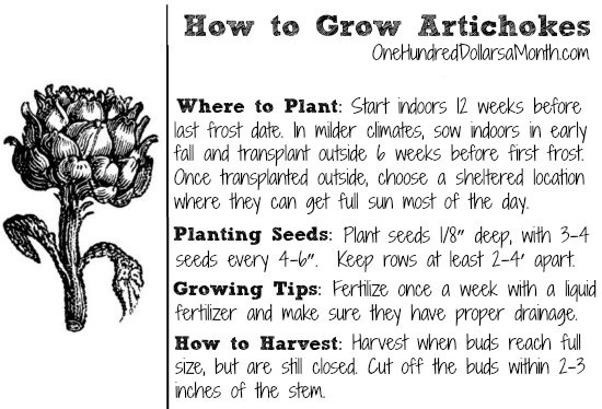 Dig for Your Dinner – Starting Artichokes from Seed