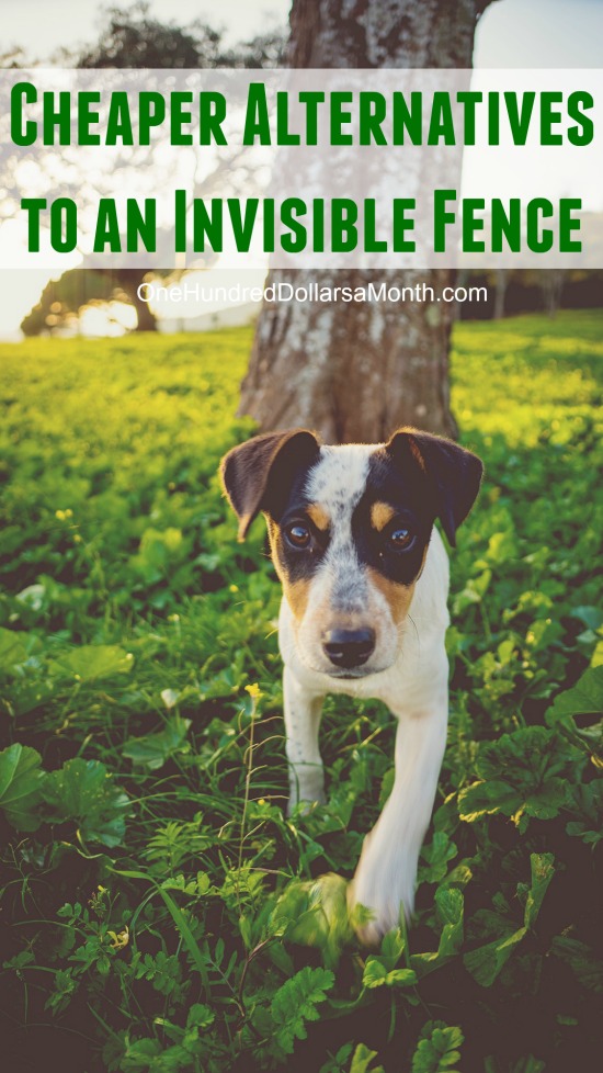 What are the Cheaper Alternatives to Invisible Fence?