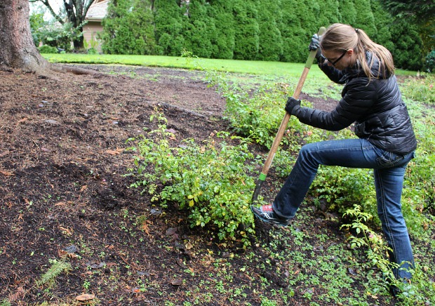 When is the Right Time to Transplant Rosebushes?