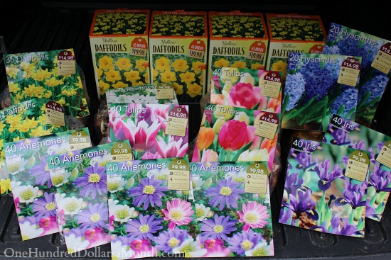 Spring Bulbs 50% off at The Home Depot