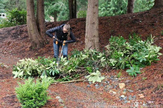 Mavis’ Winter Garden Blog – Pulling Weeds, Chopping Rhodies and Planting More Trees