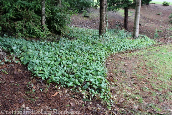 Dividing and Transplanting English Ivy