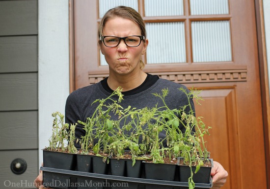 How Do I Keep My Vegetable Starts Watered While I’m Out of Town?