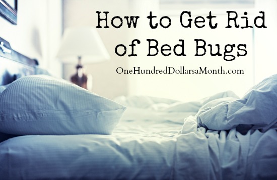 How to Get Rid of Bed Bugs