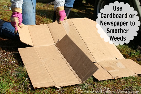 Use Cardboard or Newspaper to Smother Weeds