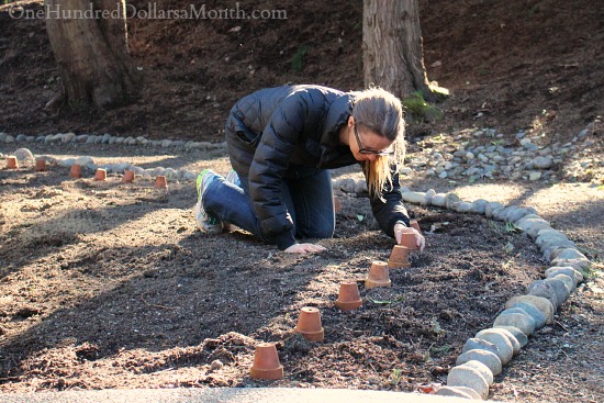 Mavis Garden Blog – Moving Boxwoods and Planting Raspberries