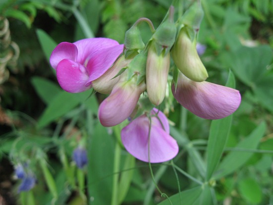 Dig For Your Dinner – Growing Peas and Sweet Pea Flowers from Seed