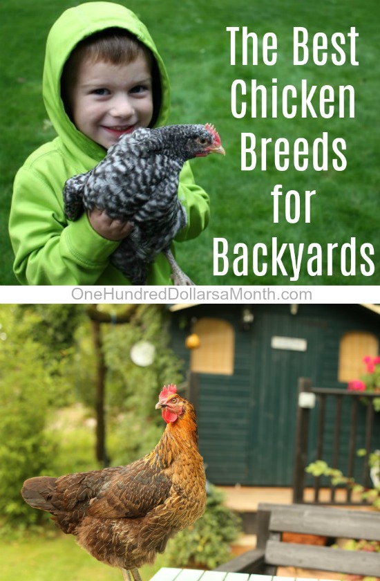 What are the Best Chicken Breeds for Backyards?