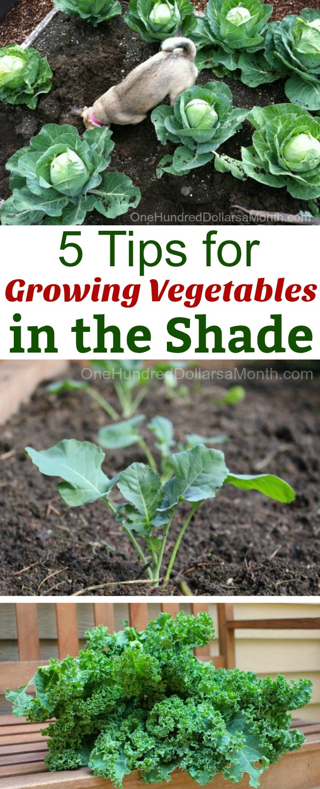 5 Tips for Growing Vegetables in the Shade