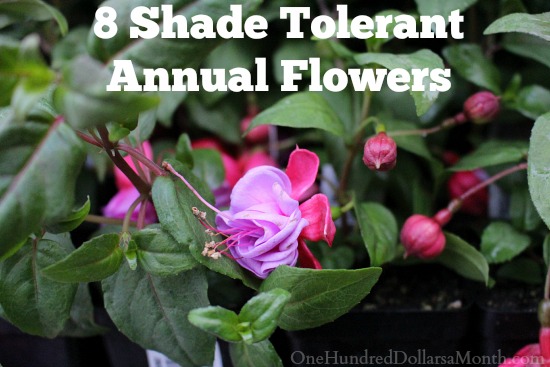 8 Shade Tolerant Annual Flowers