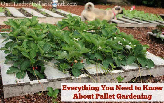 Everything You Need to Know About Pallet Gardening