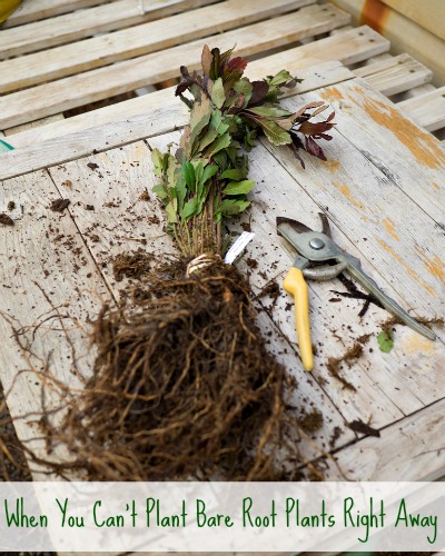 What to do When You Can’t Plant Bare Root Plants Right Away…
