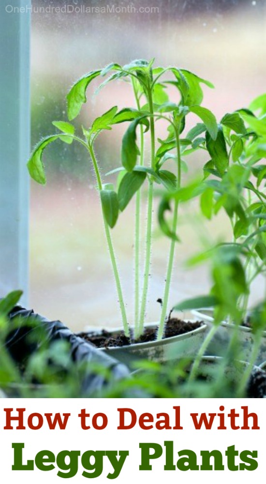 Leggy or Spindly Seedlings
