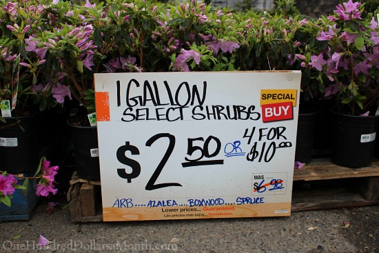 Sweet Deals at the Home Depot Plant and Garden Sale