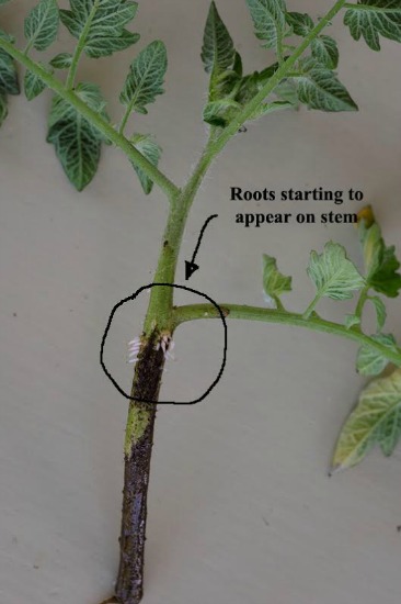 Lisa From Tasmania Uses Tomato Laterals to Get FREE Tomato Plants