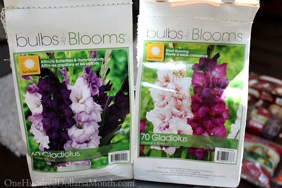 7 Tips for Growing Gladiolus