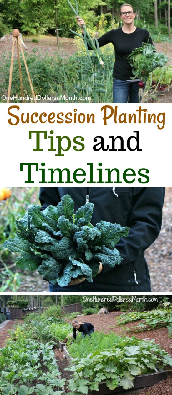 The 411 on Succession Planting
