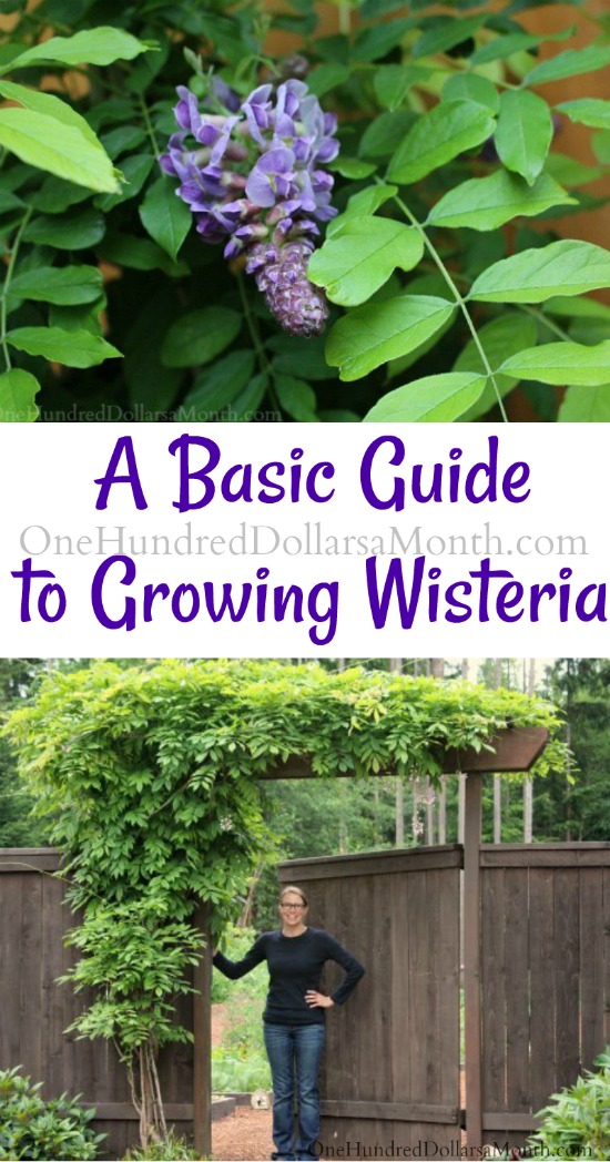Basic Guide to Growing Wisteria