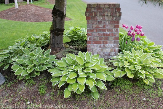 Gardening is Better Than Therapy