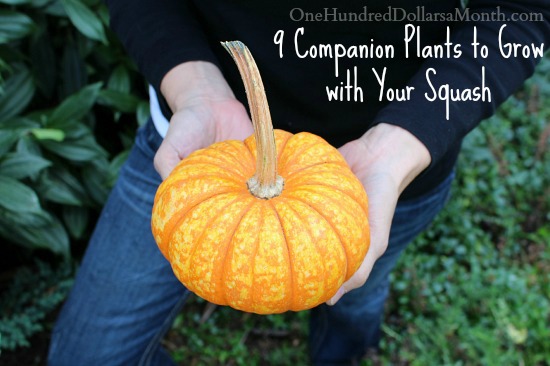 9 Companion Plants to Grow with Your Squash