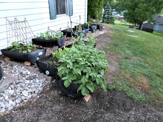 Shelly From Iowa Sends in Pictures of Her Container Garden