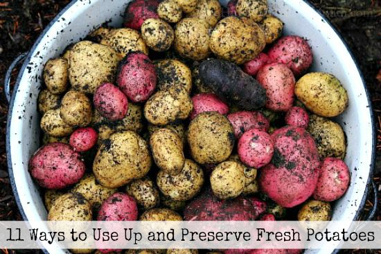 11 Ways to Use Up and Preserve Fresh Potatoes