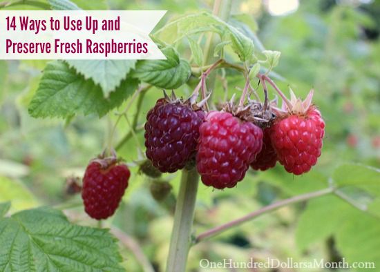 14 Ways to Use Up and Preserve Fresh Raspberries