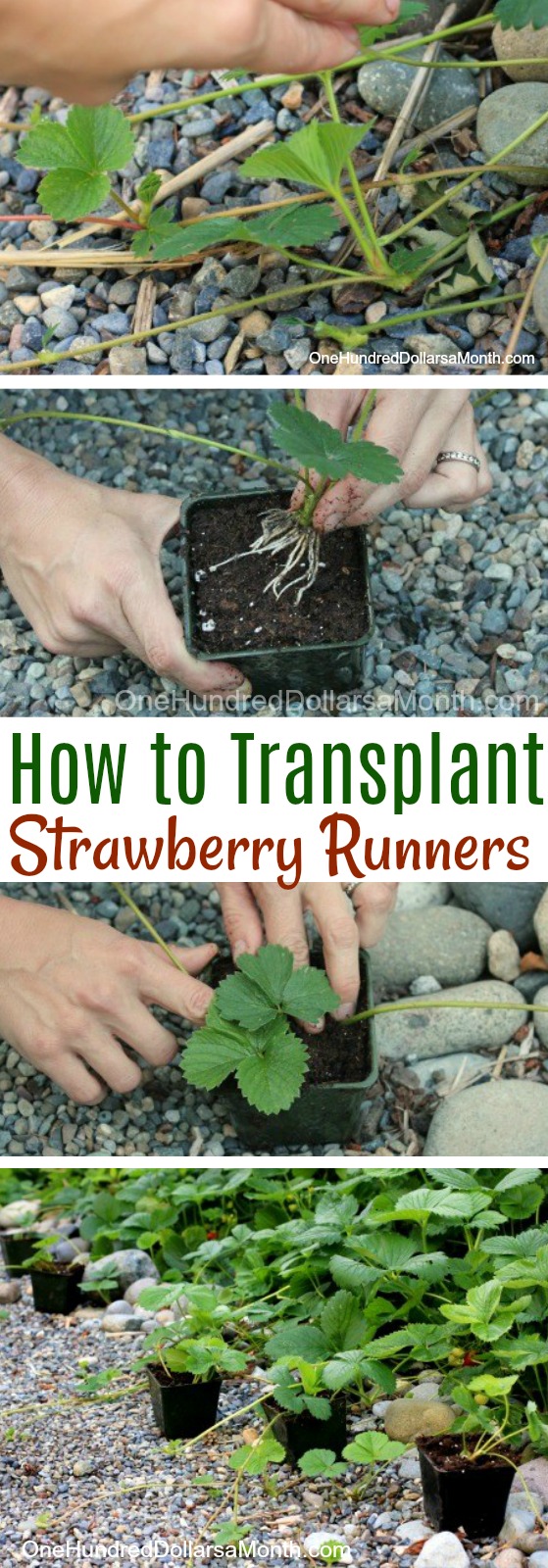 Transplanting Strawberry Runners