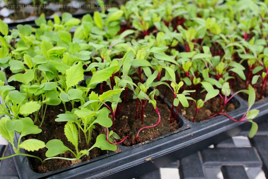 New Beginnings, Goodbye Garden Boxes and Seedlings on Crack