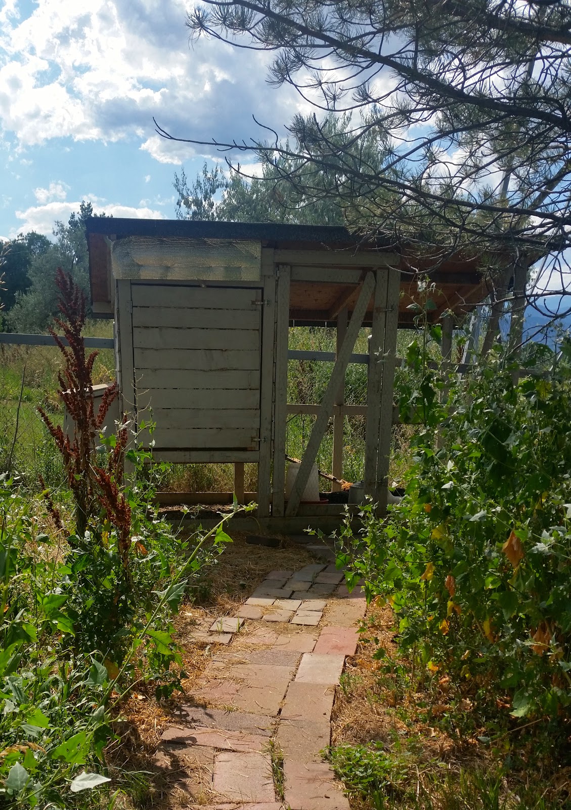 Mavis Mail – Tanya From Boulder, CO Sends in Pics of Her Chickens & Coop