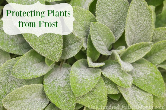 Protecting Plants from Frost