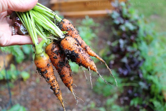 Digging Up Carrots, Starting Seeds, Waiting for Santa and Gearing up for the Giant Bakefest