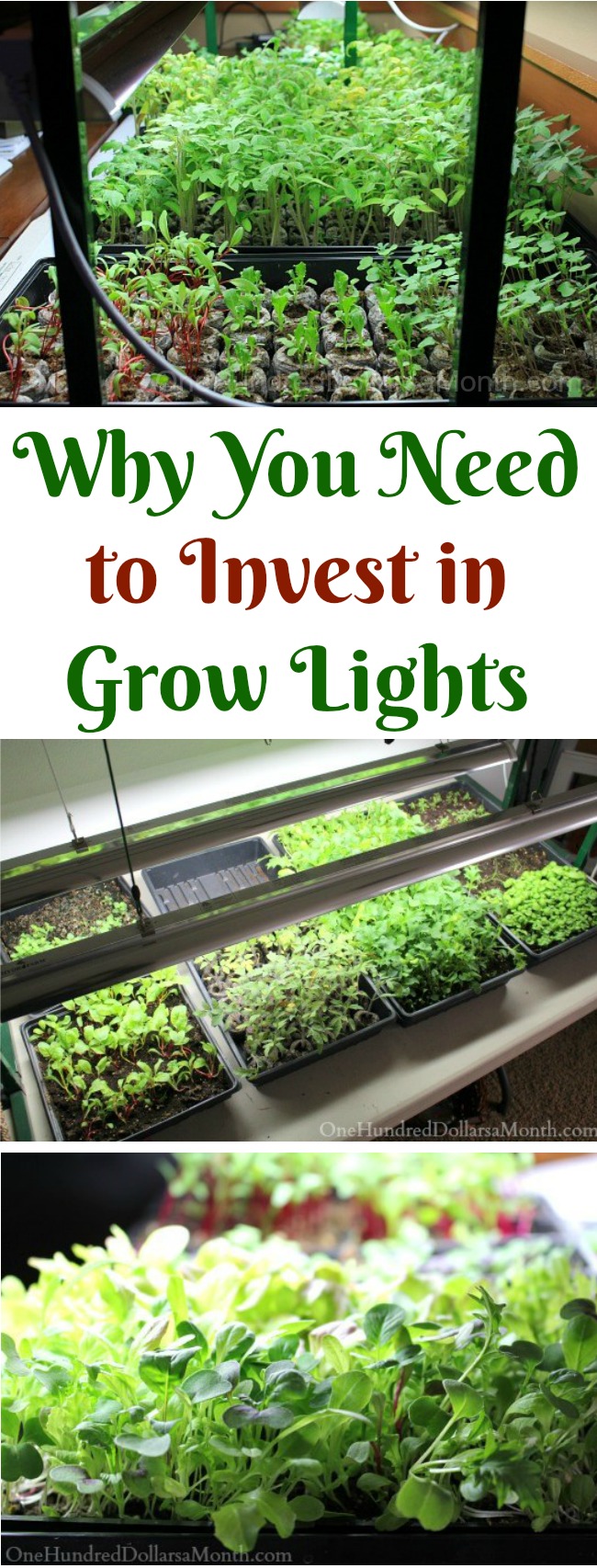 Why I Think You Should Invest in Grow Lights