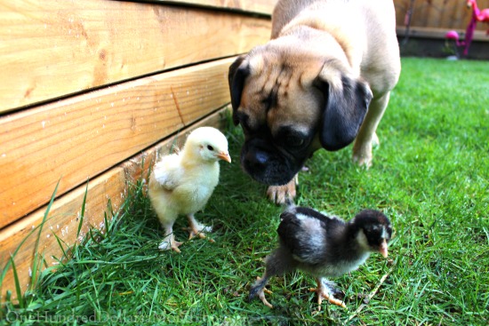 Fresh Air for Lucy’s Baby Chicks…