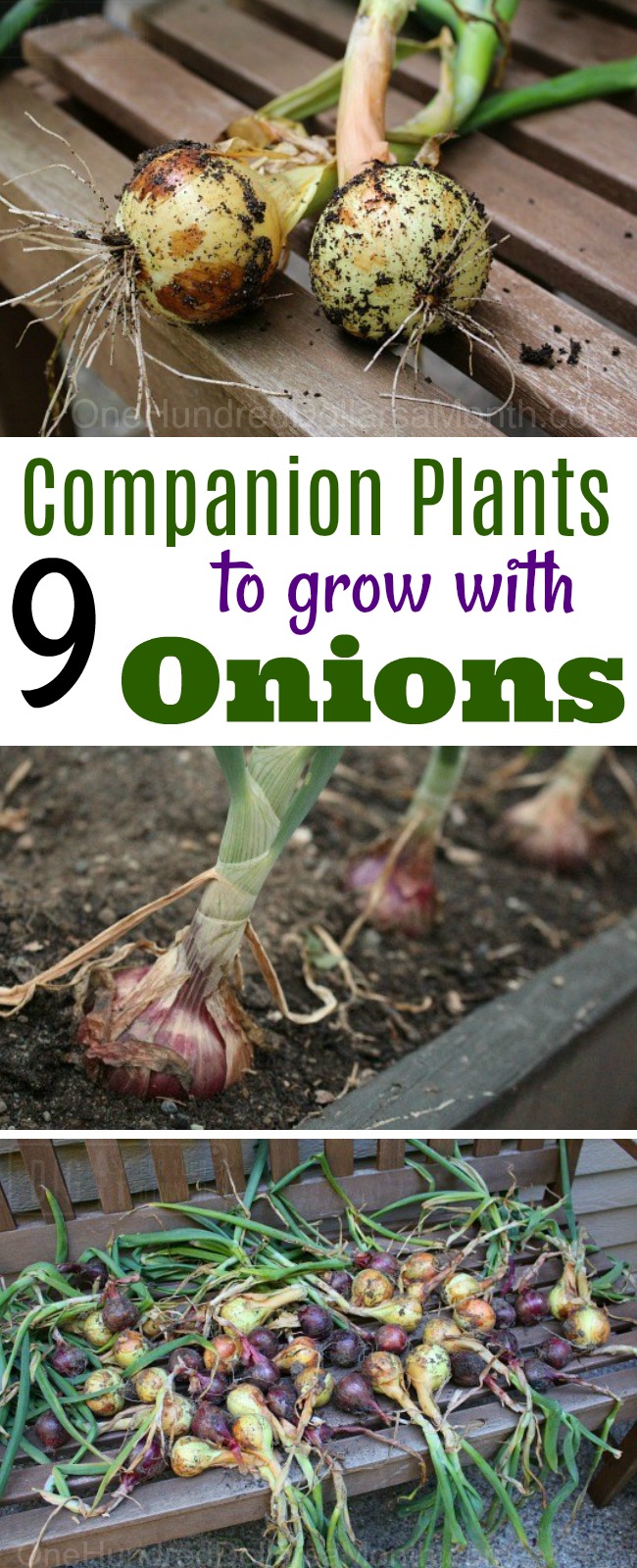 7 Companion Plants to Grow With Onions