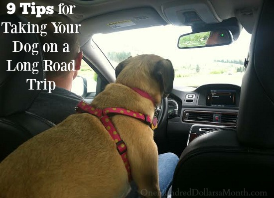 9 Tips for Taking Your Dog on a Long Road Trip