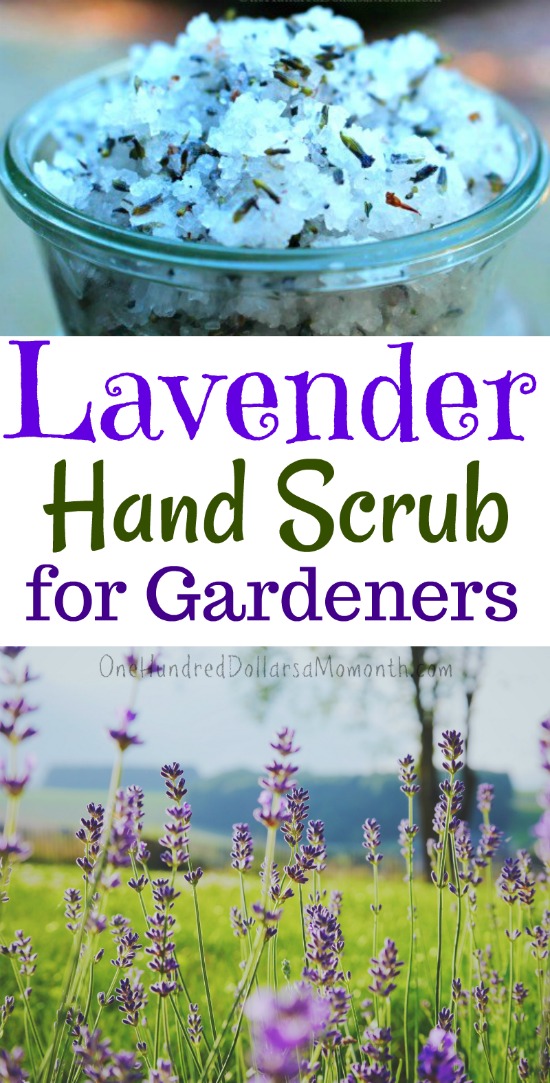 Gardener’s Lavender Hand Scrub Recipe