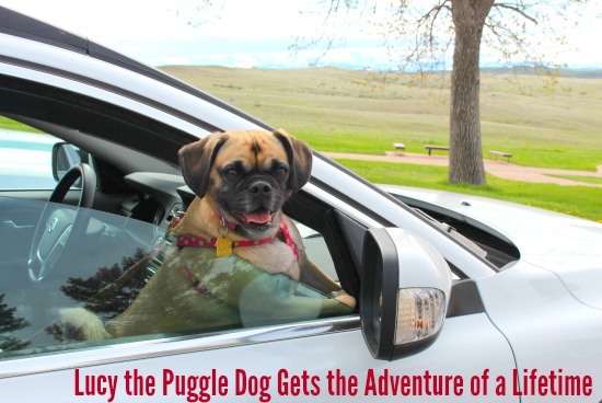 Mavis Heads East and Lucy the Puggle Dog Gets the Adventure of a Lifetime