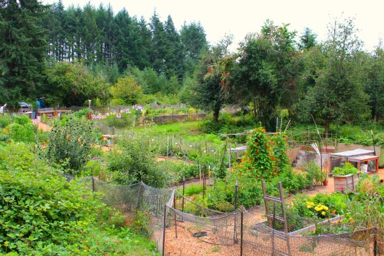 Wilkinson Farm Community Garden in Gig Harbor, Washington