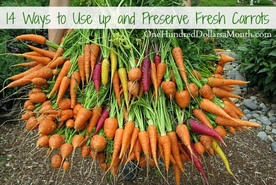 14 Ways to Use up and Preserve Fresh Carrots