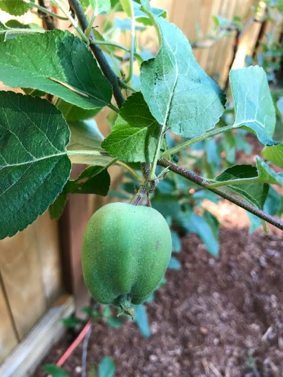 Hand-Picked Apple Harvest