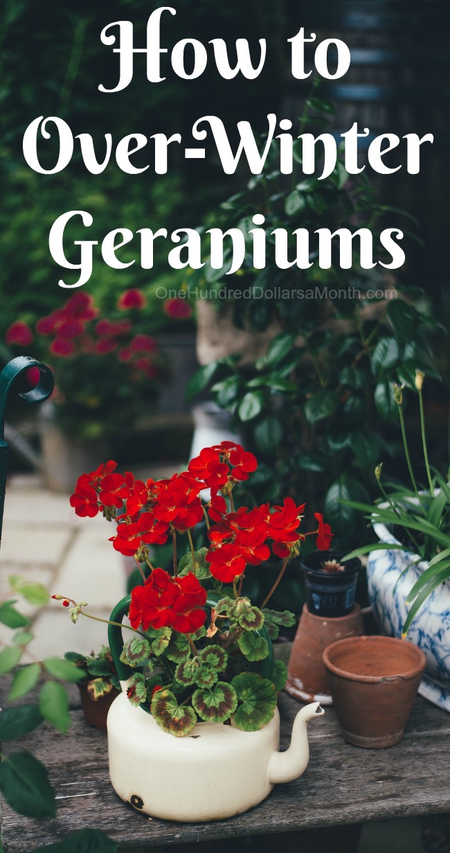 How to Over-Winter Geraniums
