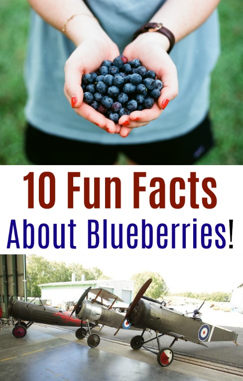 10 Fun Facts About Blueberries!
