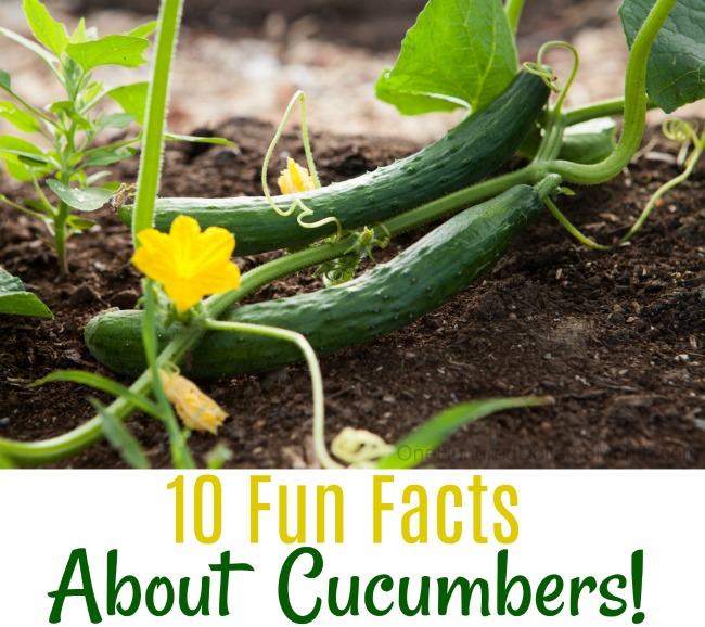 10 Fun Facts About Cucumbers!