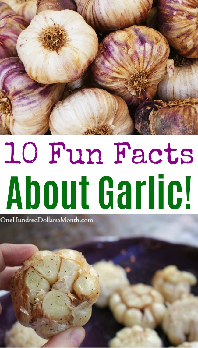 10 Fun Facts About Garlic!
